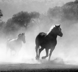 Pferde gestützte Therapie